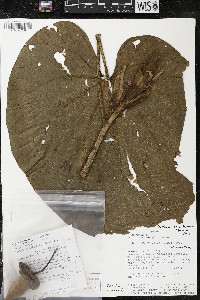 Matisia giacomettoi image