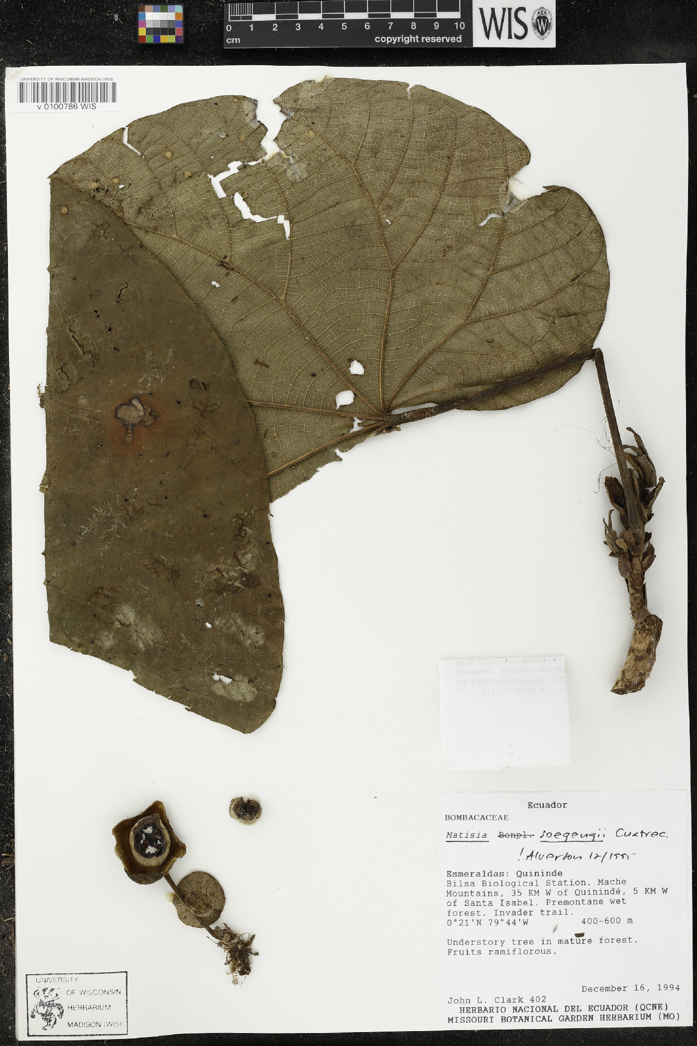 Matisia soegengii image
