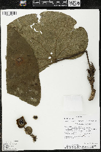 Media resource of Matisia soegengii