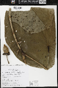 Matisia giacomettoi image