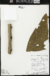 Matisia giacomettoi image