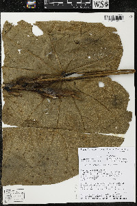 Matisia giacomettoi image