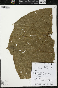 Matisia giacomettoi image