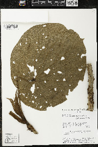 Matisia giacomettoi image