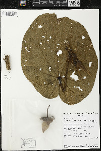 Matisia giacomettoi image