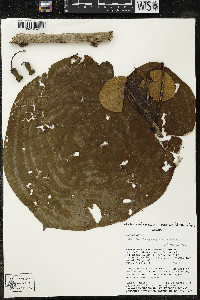 Matisia giacomettoi image