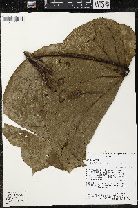 Matisia giacomettoi image