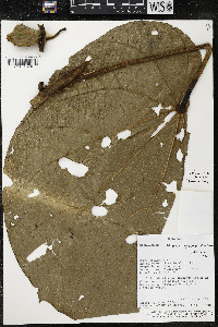 Matisia giacomettoi image