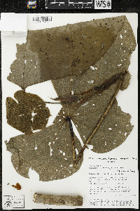 Matisia giacomettoi image