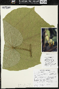 Matisia stenopetala image
