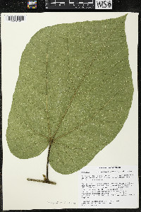 Matisia stenopetala image