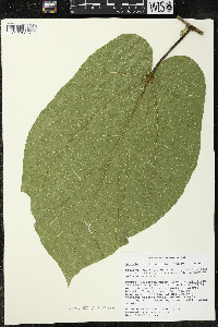 Matisia stenopetala image