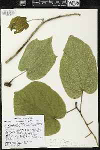 Matisia stenopetala image