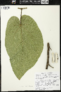Matisia stenopetala image