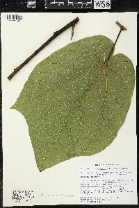 Matisia stenopetala image