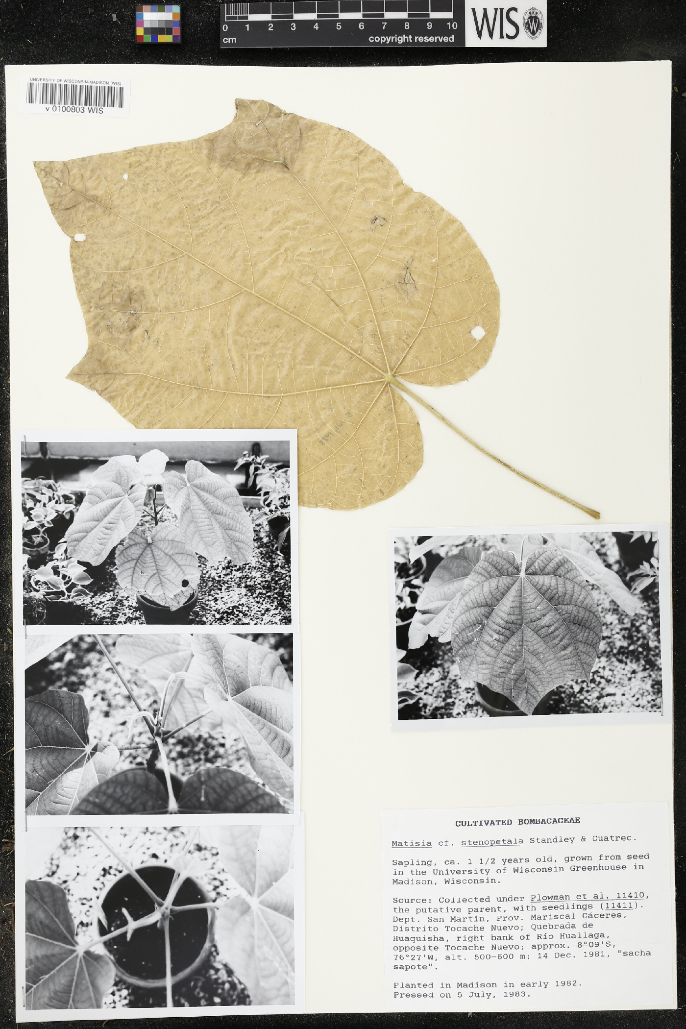 Matisia stenopetala image