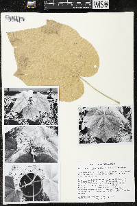 Matisia stenopetala image