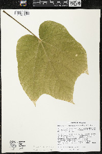Matisia stenopetala image