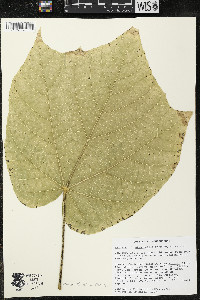 Matisia stenopetala image
