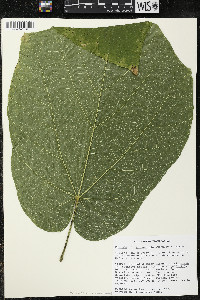Matisia stenopetala image