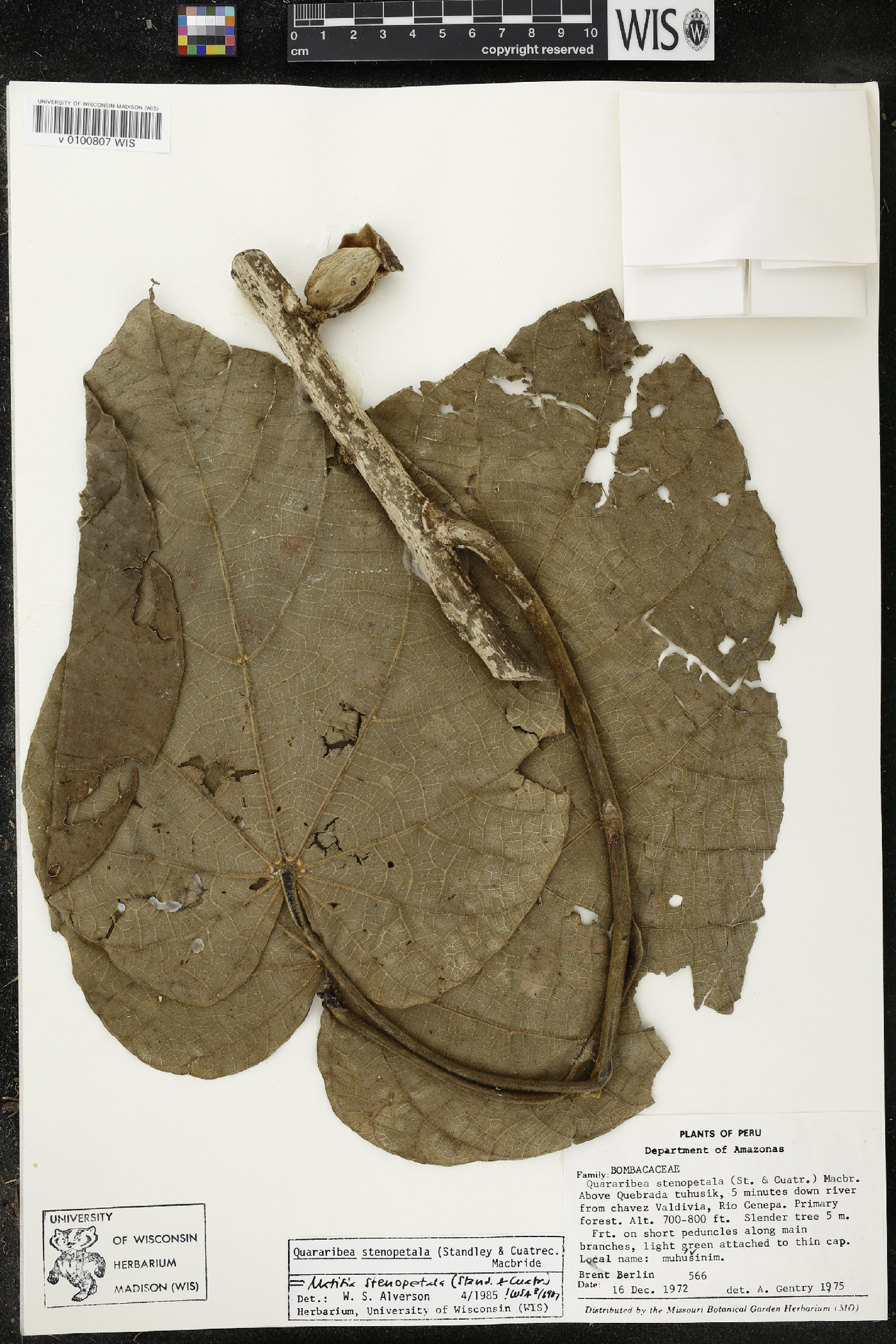 Matisia stenopetala image