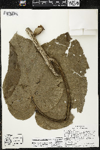 Matisia stenopetala image