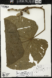 Matisia stenopetala image