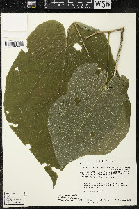 Matisia stenopetala image