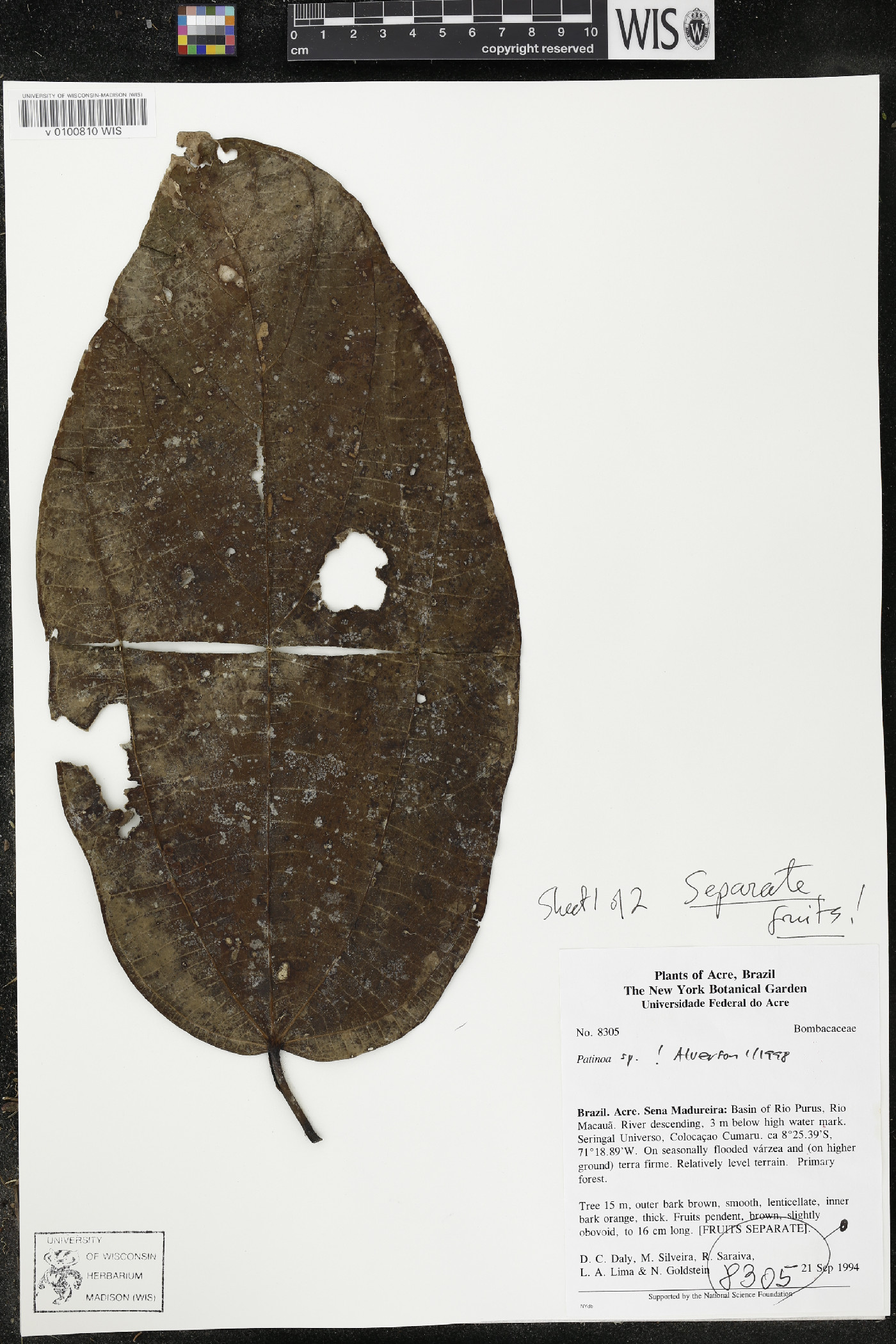 Rothrockia image