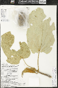Phragmotheca leucoflora image