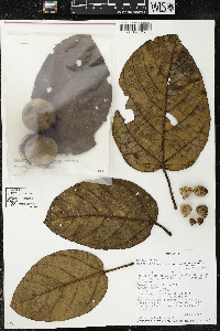 Phragmotheca ecuadorensis image