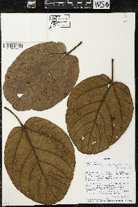 Phragmotheca ecuadorensis image