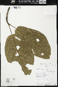 Phragmotheca ecuadorensis image