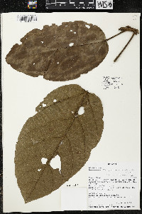 Phragmotheca ecuadorensis image