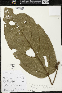 Phragmotheca ecuadorensis image