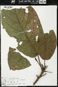 Phragmotheca ecuadorensis image