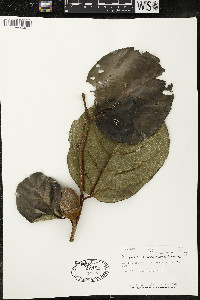 Phragmotheca amazonica image