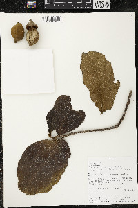 Phragmotheca amazonica image