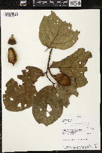 Phragmotheca amazonica image
