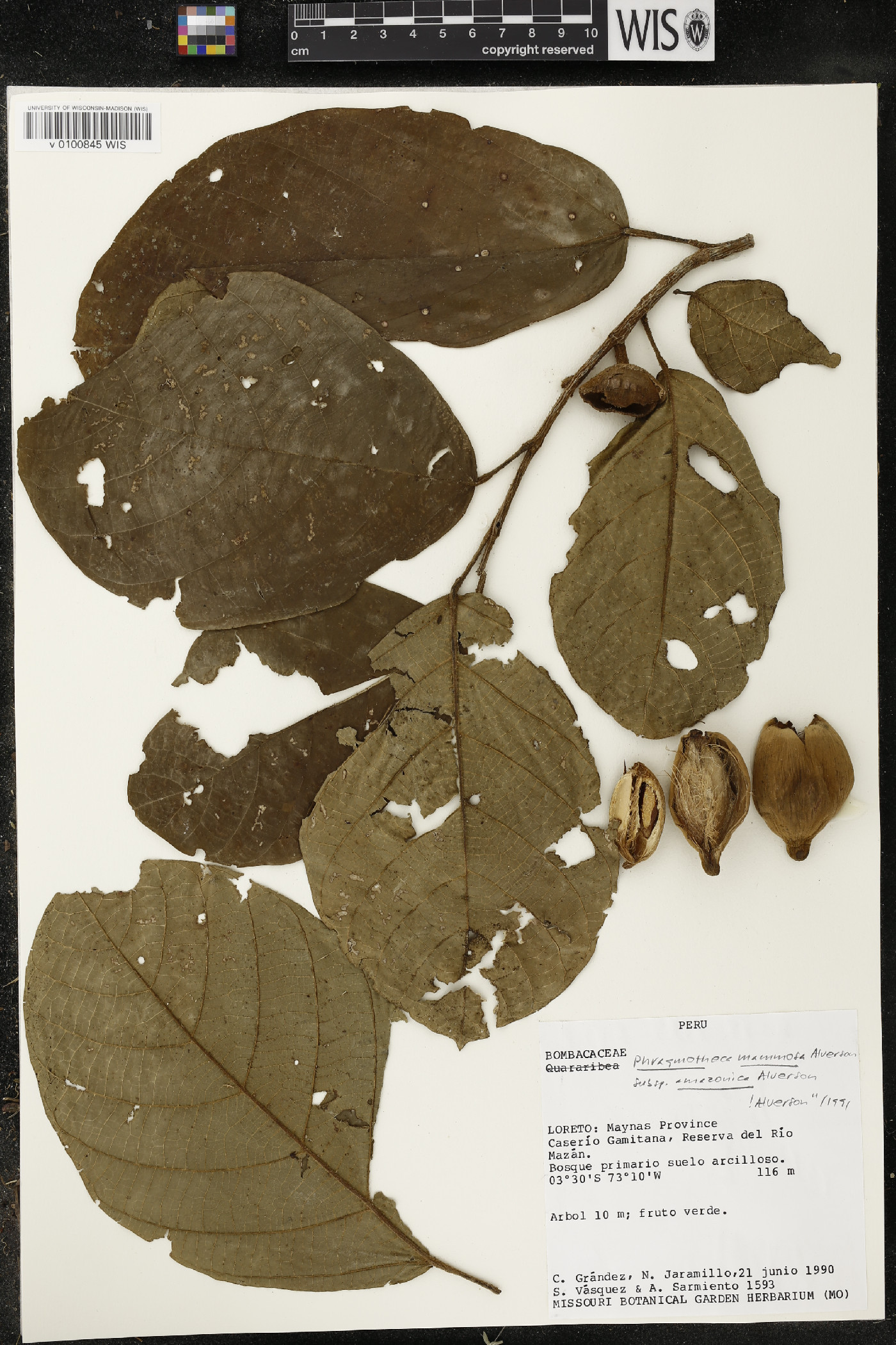 Phragmotheca amazonica image