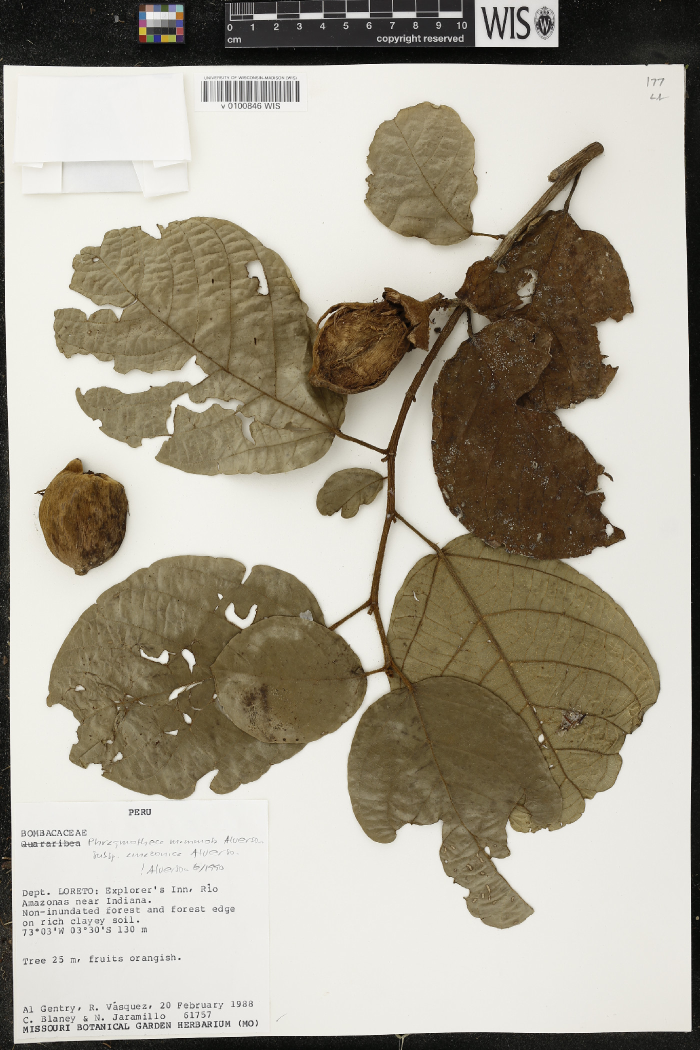 Phragmotheca amazonica image