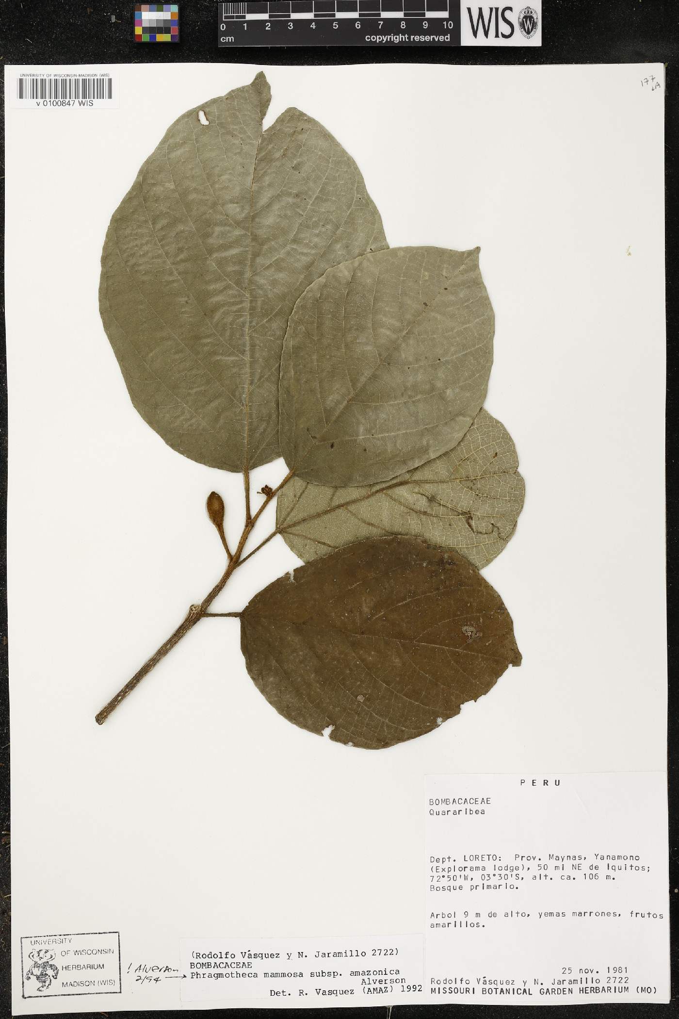 Phragmotheca amazonica image