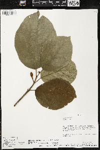 Phragmotheca amazonica image