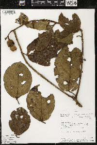 Phragmotheca amazonica image