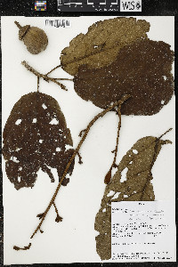 Phragmotheca amazonica image