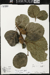 Phragmotheca amazonica image