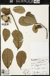 Phragmotheca amazonica image