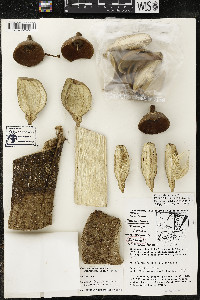 Phragmotheca mammosa image