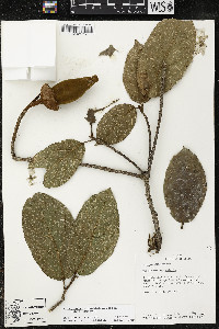 Phragmotheca mammosa image