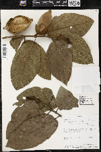 Phragmotheca mammosa image